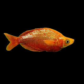 Red Rainbowfish