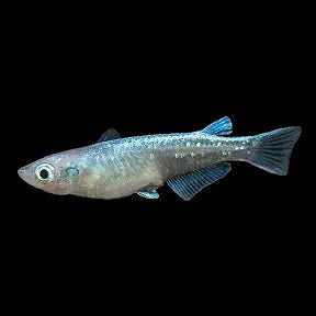 Platinum Ricefish (Medaka)