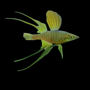 Featherfin Rainbowfish