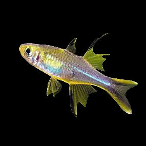 Celebes Rainbowfish