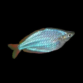 Neon Dwarf Rainbowfish