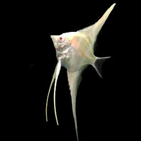 Albino Dantum Altum Angelfish