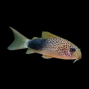 Smudge Spot Cory (Corydoras similis)