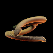 Rope Fish (Reed FIsh)