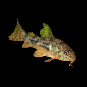 Peppered Corydoras