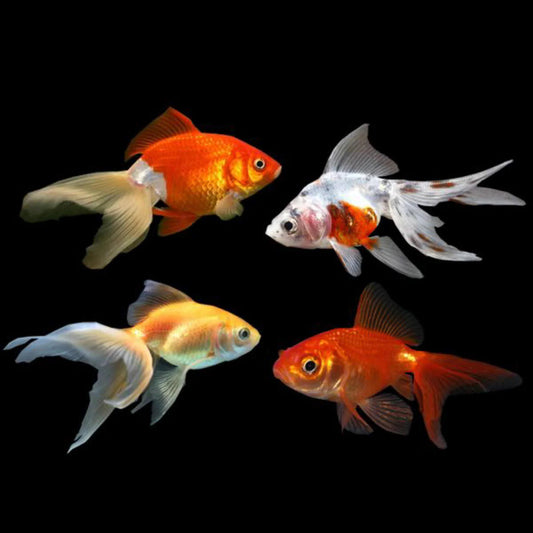 Assorted Fantail Goldfish