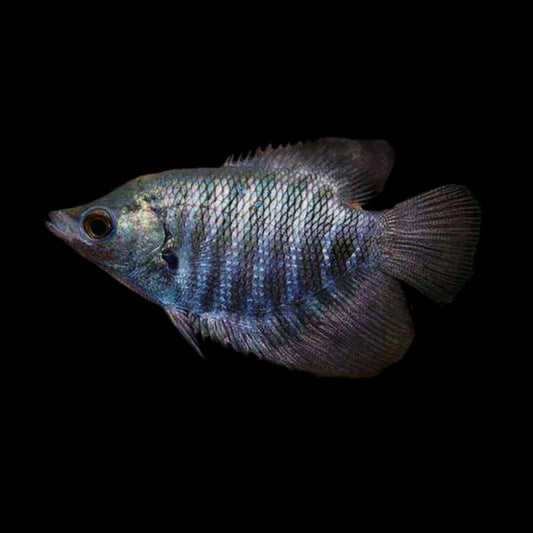 Giant Gourami