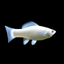 Silver Molly