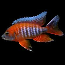 Jacobfreibergi Peacock Cichlid 5cm