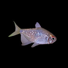 Diamond Tetra
