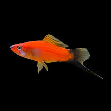 Red Wagtail Swordtail