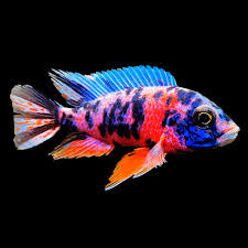OB Marble Peacock Cichlid 5cm