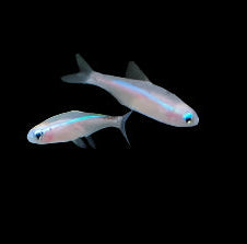 Platinum White Neon Tetra