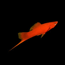 Red Swordtail