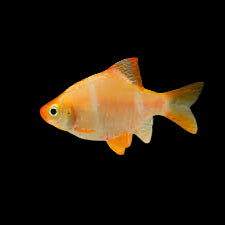 Gold Tiger Barb