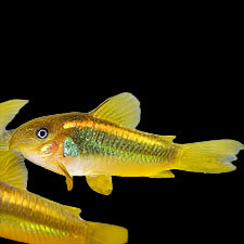 Gold Laser Cory