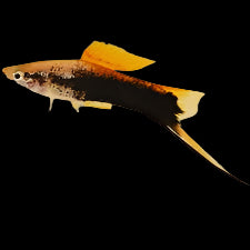 Golden Tuxedo Swordtail