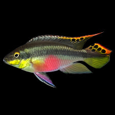 Kribensis