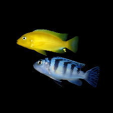 Kenyi Cichlid