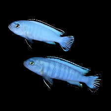 Socolofi Cichlid