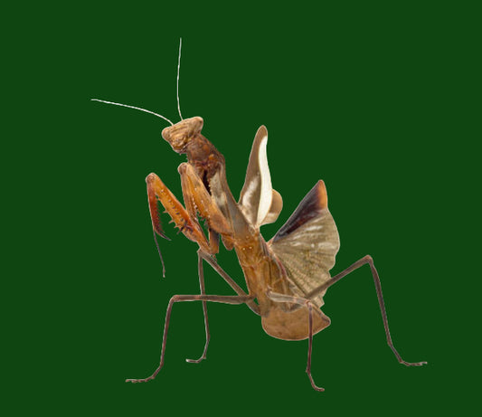 Budwing Praying Mantis