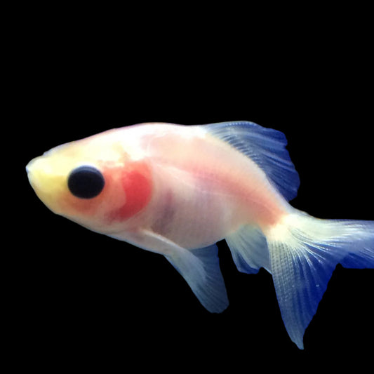 Ghost Fantail Goldfish