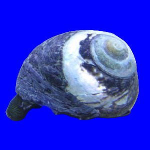 Margarita Snail
