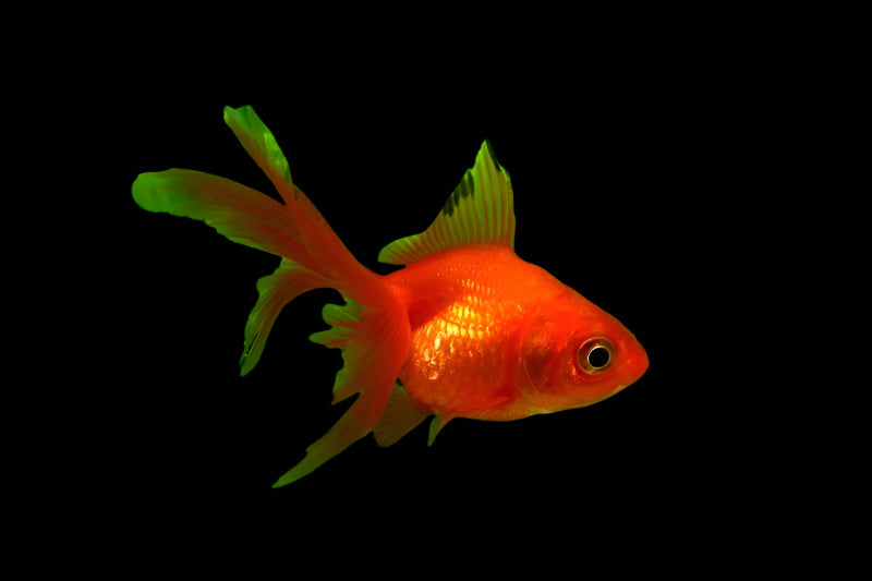 Red Fantail Goldfish 4cm