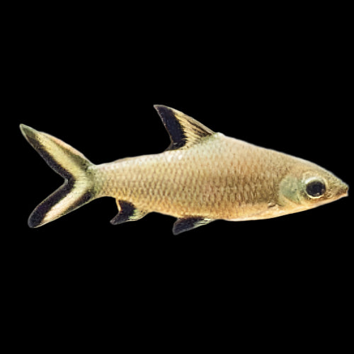 Silver (Bala) Shark