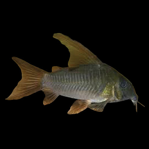 Slate Cory (Corydoras concolor) WILD