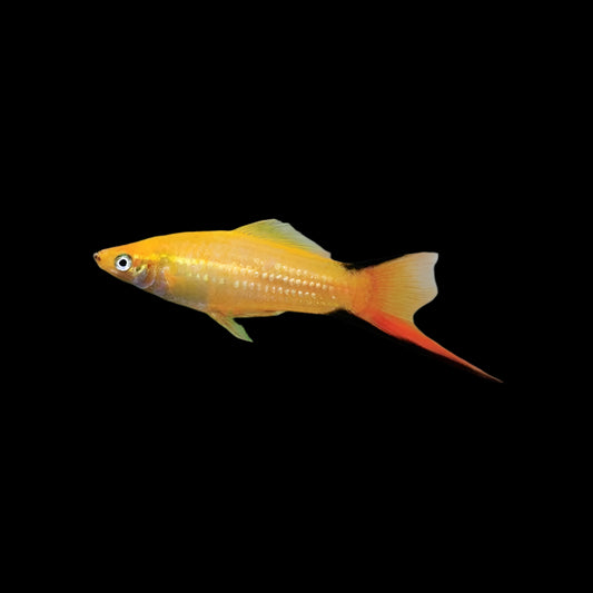 Golden Comet Swordtail