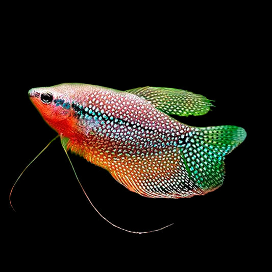 Pearl Gourami