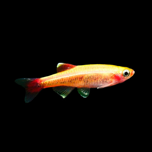 Gold White Cloud Mountain Minnow