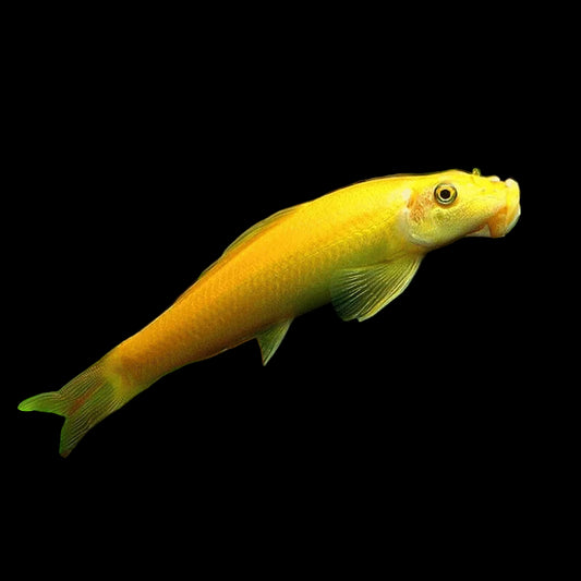 Gold Chinese Algae Eater