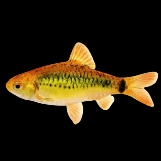 Golden Barb