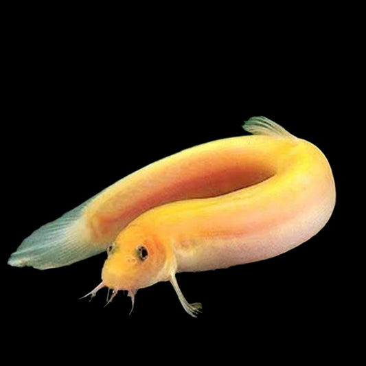 Golden Weather Loach