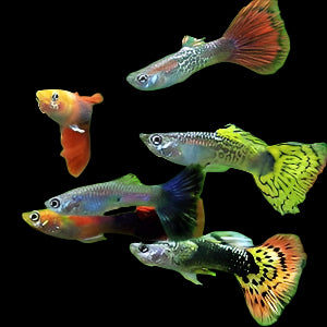Guppy (Mixed)