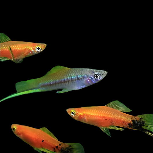 Swordtail (Mixed)