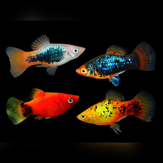 Platy (Mixed)
