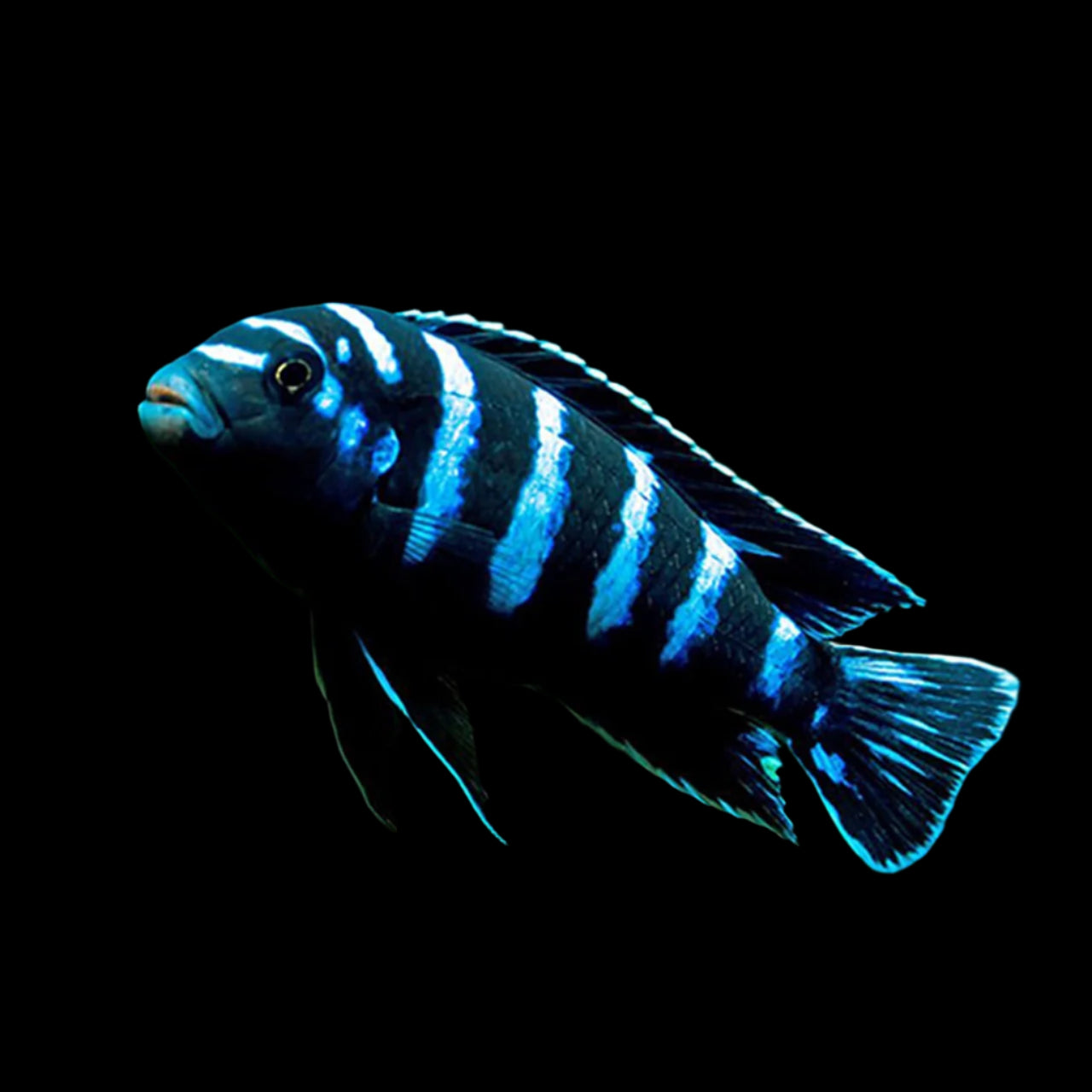 Demasoni Cichlid