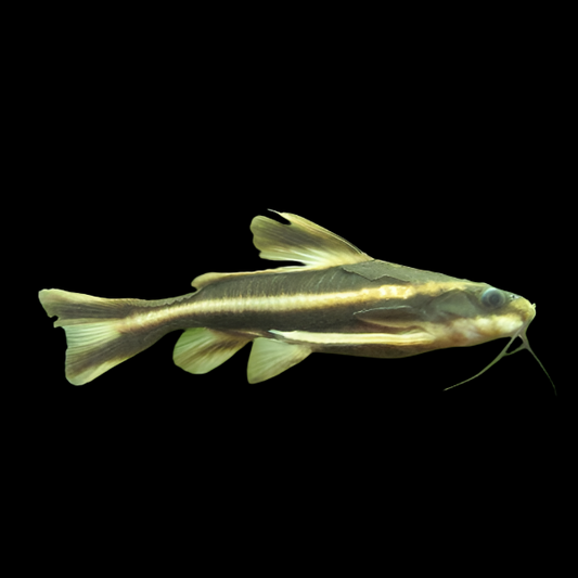 Striped Raphael Catfish
