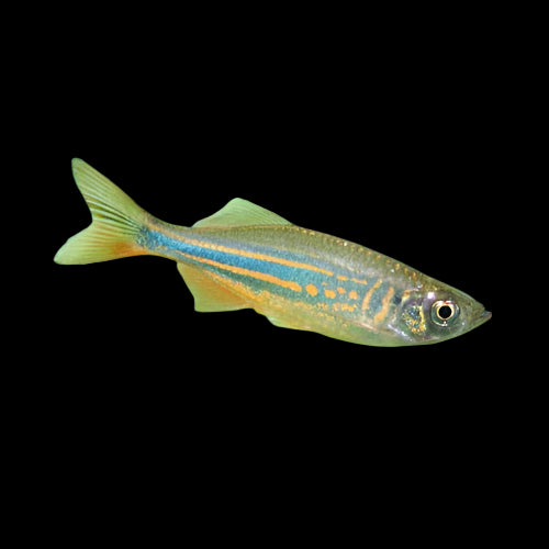 Giant Danio