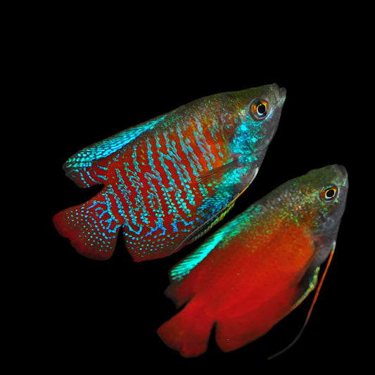 Dwarf Gourami
