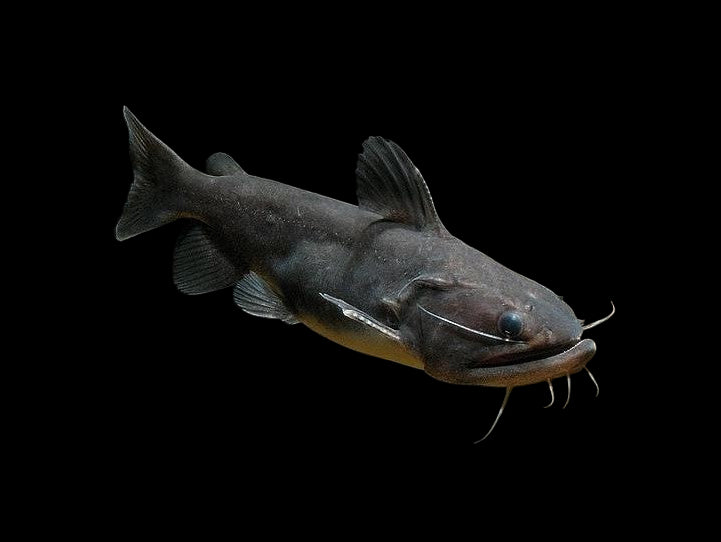 Gulper Catfish