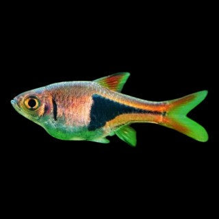 Harlequin Rasbora