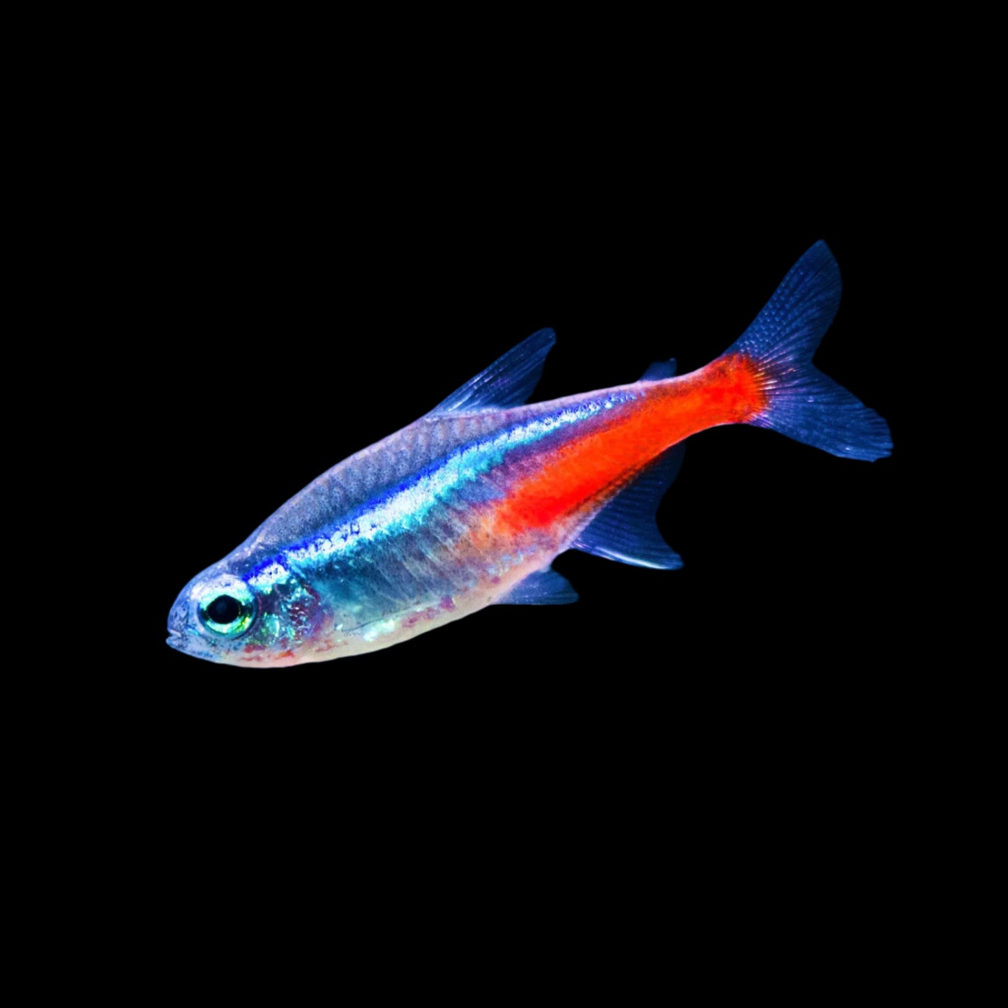Neon Tetra
