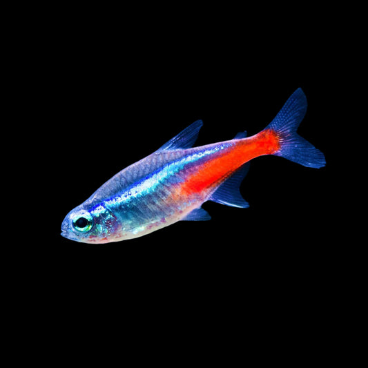 Neon Tetra