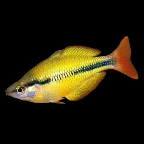 Yellow Rainbowfish