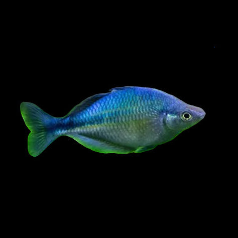 Blue Rainbowfish