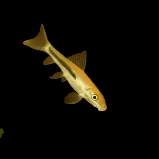 Bicolor Chinese Algae Eater